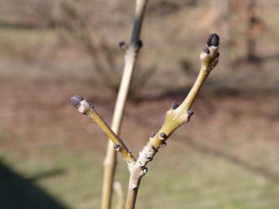 Fraxinus excelsior 'Erosa' - jasan ztepilý - pupen